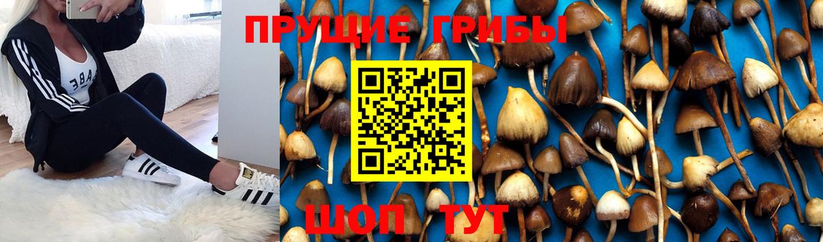 Галлюциногенные грибы Psilocybe Лесозаводск
